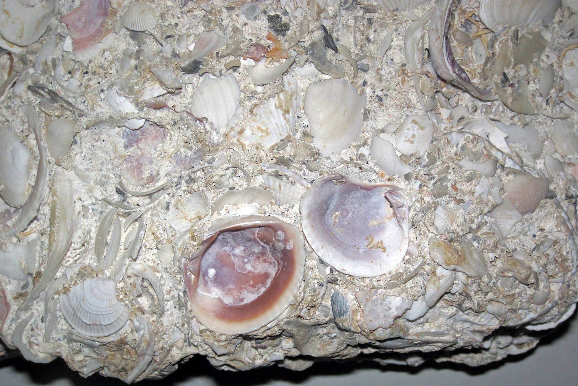 Coquina detail.