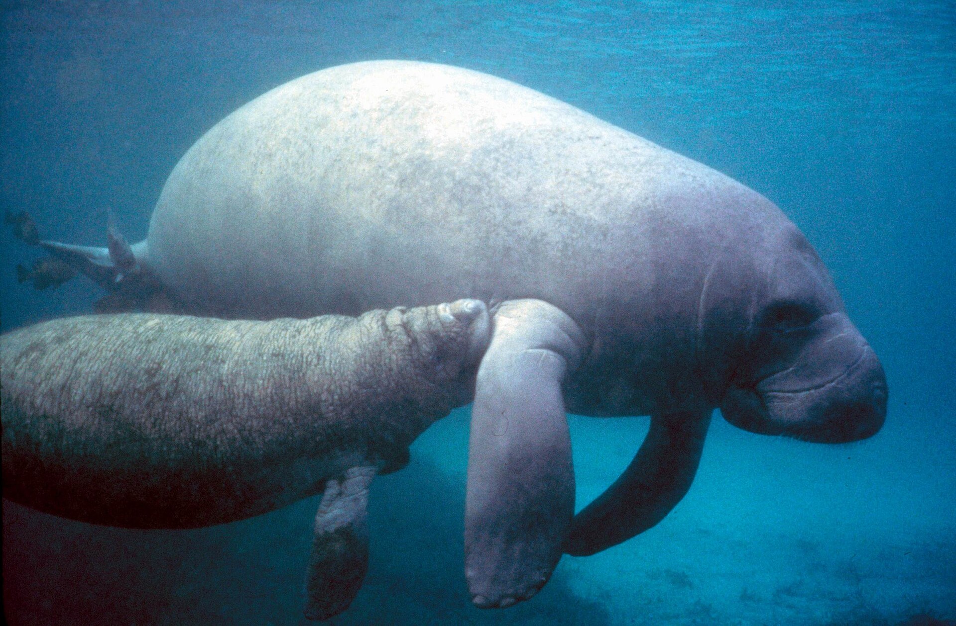 Florida manatee mother and calf