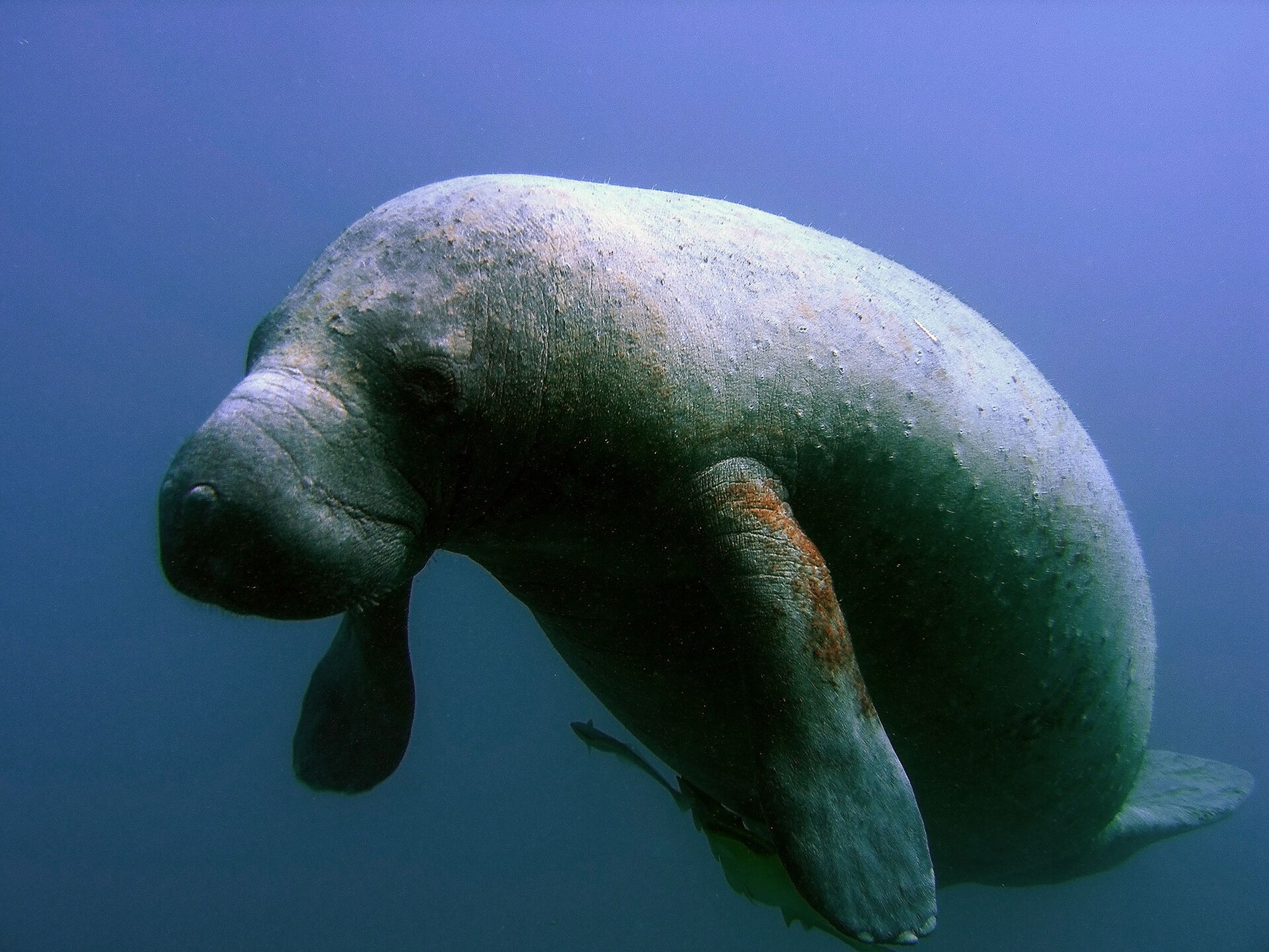 Florida manatee (Trichechus manatus latirostris).