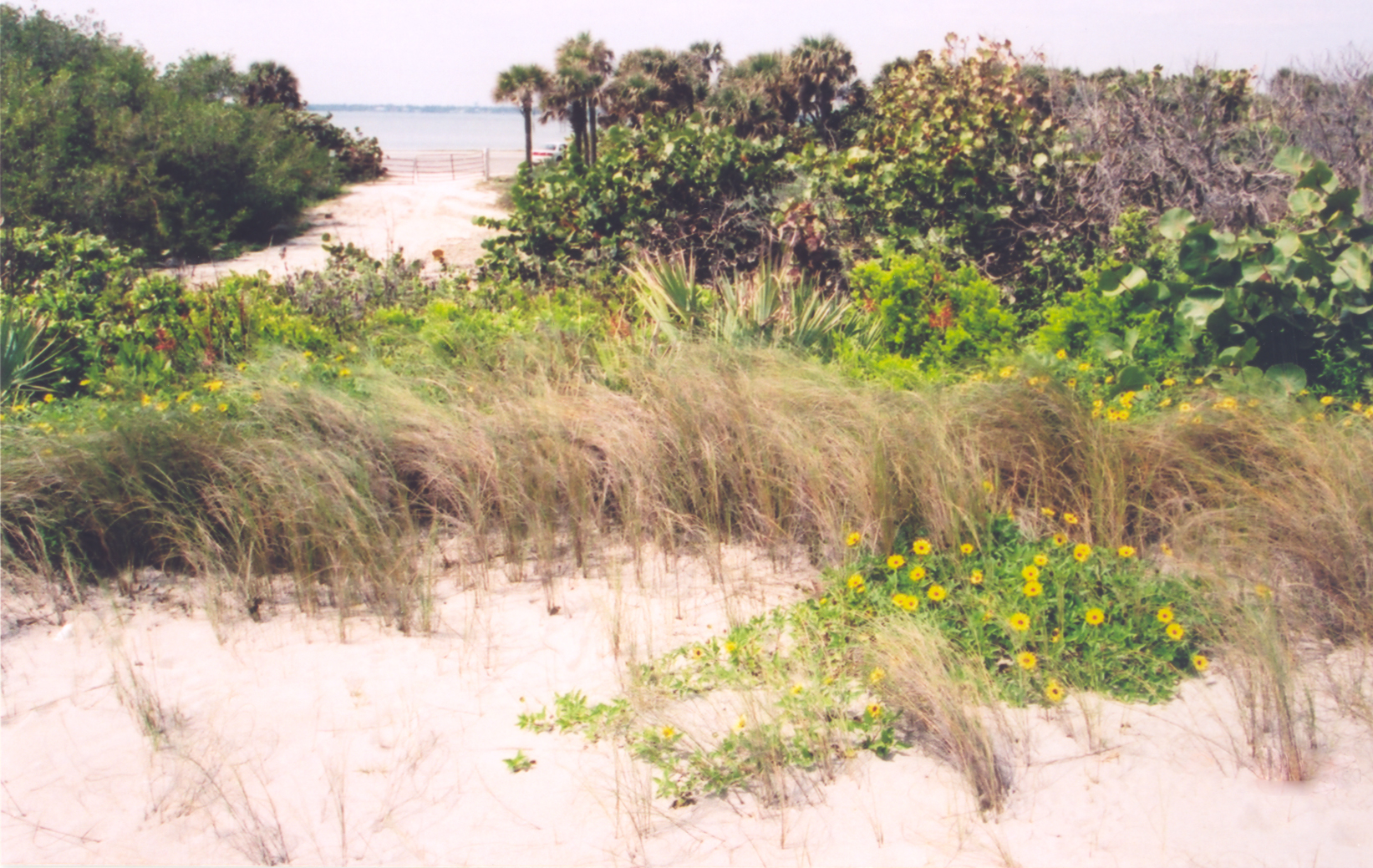 Native flora of the Indian River Lagoon